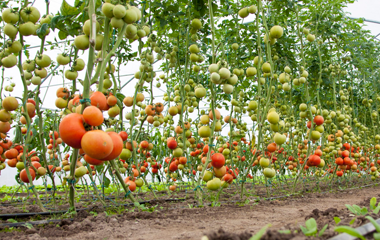 IFFCO farmer bags Krishak Samrat Samman